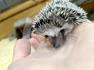 White little pygmy hedgehog sits on hand