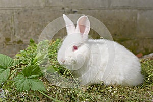 white little rabbit on green grass.