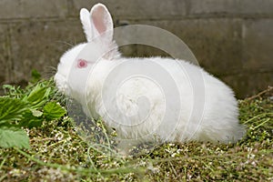 white little rabbit on green grass.