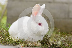 white little rabbit on green grass.