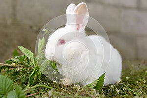 white little rabbit on green grass.