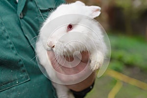 White little rabbit in hand.