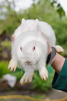 White little rabbit in hand.