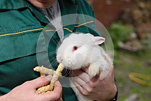 White little rabbit in hand.