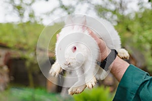 White little rabbit in hand.