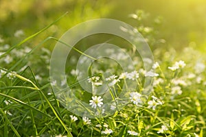 White little wild spring flowers in grass in yellow sunlight close up. Abstract nature blurred bokeh background