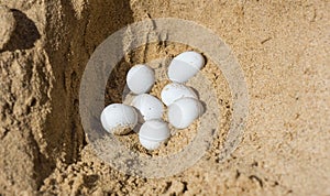 white lizard eggs found in yellow sand close-up