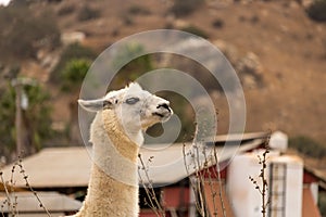 White llama alpaca, ears back profile a brave animal pet guarding a farm, wool production