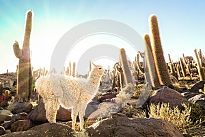 White llama at cactus garden by Isla Incahuasi in Salar de Uyuni Bolivia photo