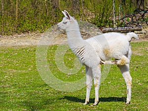 White llama cria photo