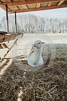 white llama cub lies on straw under a canopy