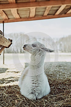 white llama cub lies on straw under a canopy