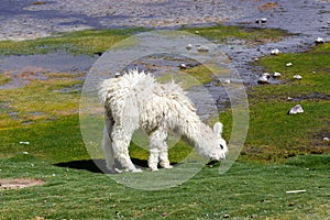 White llama eating grass on green field with water puddles typical bolivian landscape