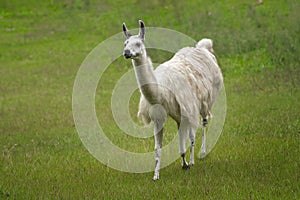 White Llama - South american camelid photo