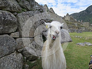 White Llama Machu Picchu Terrence