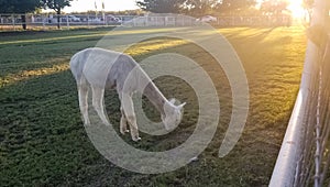 White llama in a paddock with a beautiful sunset