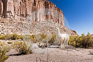 White llama pasturing Bolivia mountain cliff valley.