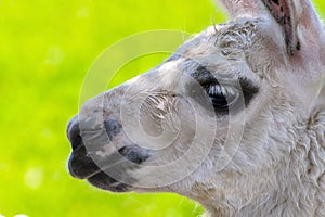 White Llama portrait