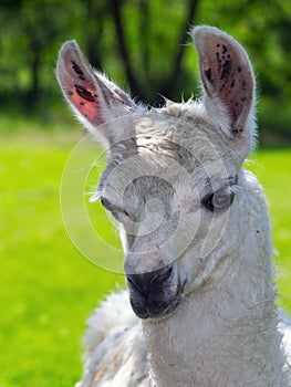 White Llama portrait