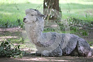 White llama on top of a grass covered field