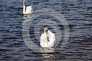 white lone Swan floating on the water