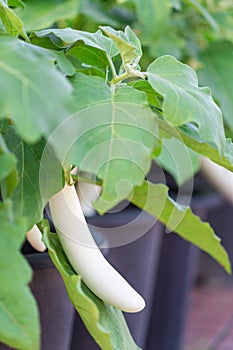 White long eggplants growing in pots in Yurim park, Daejeon, South Korea