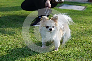 White long hair Chihuahua dog standing on the grass