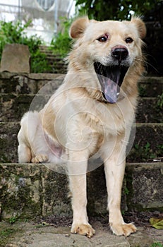 White long hair male dog sit on step and yawn