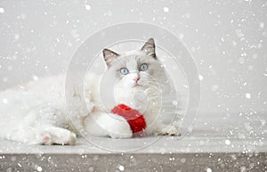 Biely mačka modrý oči v sneh hračka 