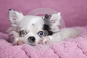 White long haired Chihuahua on a soft pink blanket against a dark pink background