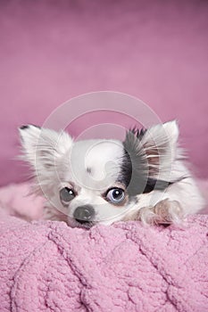 White long haired Chihuahua on a soft pink blanket against a dark pink background