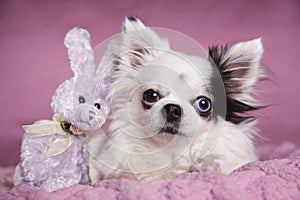 White long haired Chihuahua on a soft pink blanket against a dark pink background