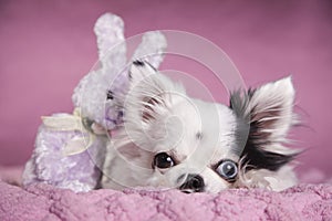 White long haired Chihuahua on a soft pink blanket against a dark pink background