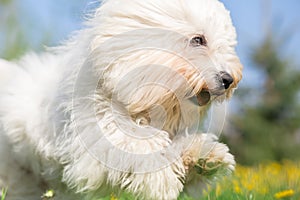 White Long Haired Dog in run