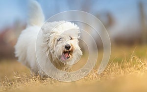 White Long Haired Dog in run