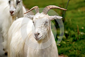 White long haired goat with horns and beard