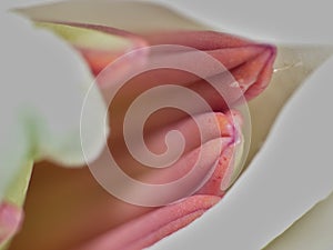White Long Stem Lily Macro Lens close up