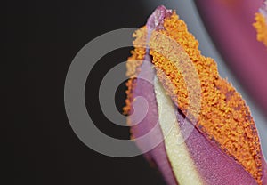 White Long Stem Lily Macro Lens close up pollen