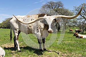 White Longhorn with brown spots