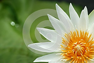 White lotus