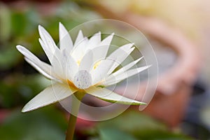 White lotus