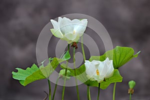 White Lotus