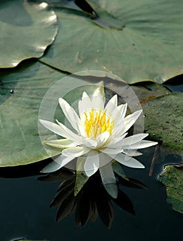 White Lotus