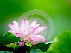 White Lotus