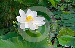 White lotus