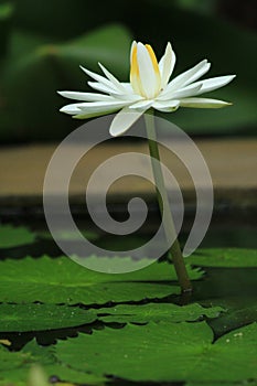 White lotus