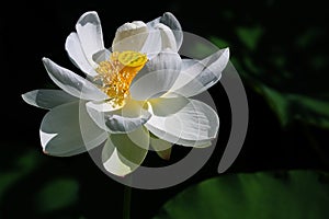 The white lotus