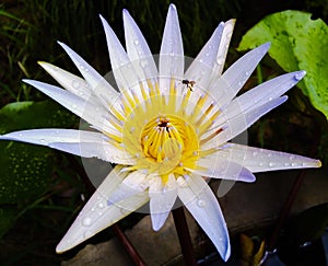 white lotus attracting honey bee