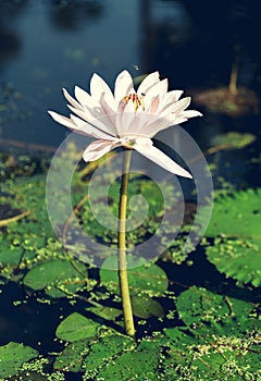 The white lotus and bee