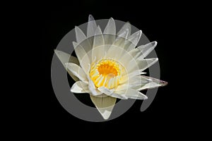 White Lotus on black